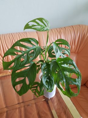Monstera Adansonii Monkey Mask - 3 plně zakořeněné rostliny v květináči