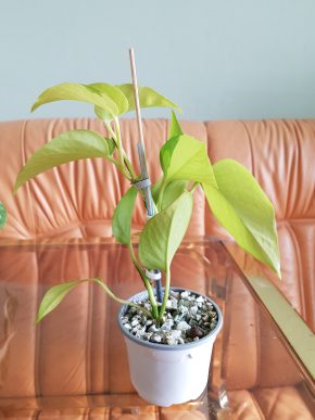 Epipremnum Neon