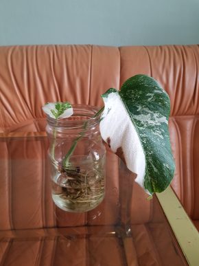 Monstera albo variegata - bohatě kořenící řízek již s aktivním růstovým bodem