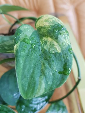 Scindapsus Jade Mint - zakořeněná rostlina