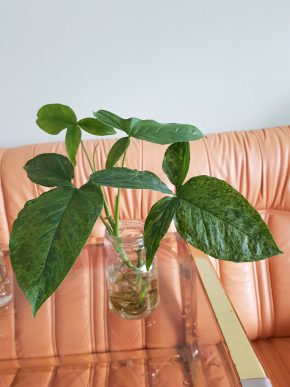 Syngonium Mottled / Mojito - krásný vrcholový  řízek již i kořenící