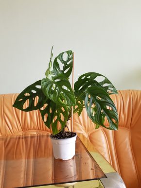 Monstera Adansonii Monkey Mask - 2 plně zakořeněné rostliny v květináči