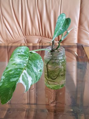 Epipremnum Pinnatum Variegata - již kořenící řízek s aktivním růstovým bodem
