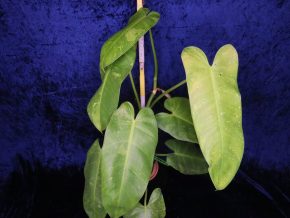 Philodendron paraiso verde variegata - velká rostlina