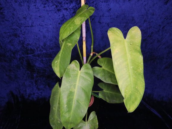 P.paraiso verde variegata.jpg