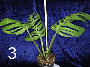 Monstera Esqueleto (epipremnoides) - vzácná s obřími listy