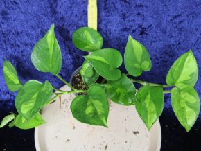Epipremnum aureum Global Green