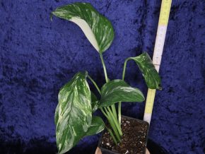 Monstera lechleriana variegata - vrcholový řízek