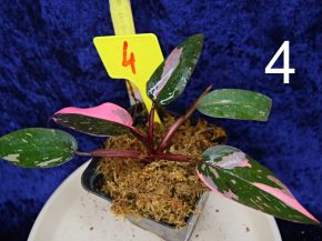 Philodendron pink princess marble