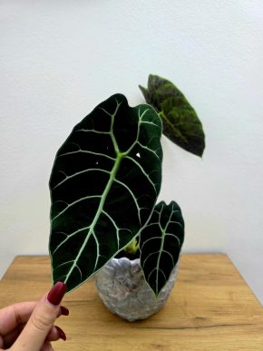 Alocasia Watsoniana
