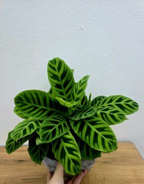 Calathea Zebrina
