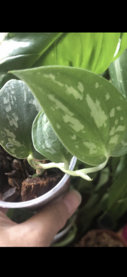 Scindaptus Pictus argyraeus - rostlina.