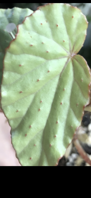 Begonia Cathariensis - list k zakořeněni .