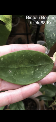 Hoya Bintulu Borneo - čerstvý řizek .