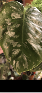 Philodendron Brandtianum Wild Form - rostlina .