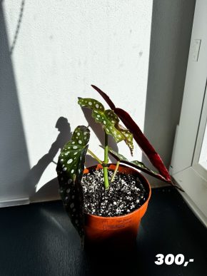 Begonie maculata