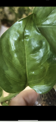 Epipremnum Emerald - velká rostlina .