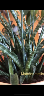 Sansevieria Fernwood