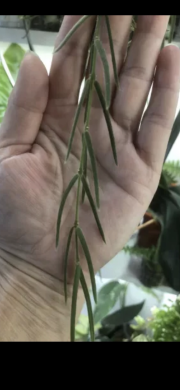 Hoya Linearis  - čerstvý řizek .