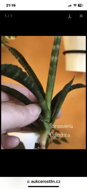 Sansevieria Cylindrica .