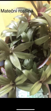 Tradescantia Sitara Gold - čerstvý řizek .