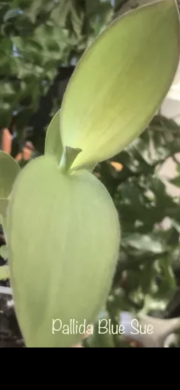 Tradescantia Pallida Blue Sue - čerstvý řizek .