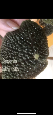 Begonia Bullatifolia - list k zakořeněni .