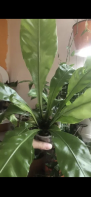 Asplenium Nidus - velká rostlina .