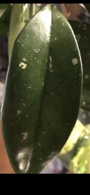 Hoya Carnosa - čerstvý řizek .