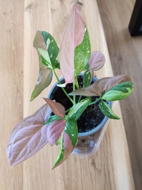 Syngonium Red Spot Tricolor