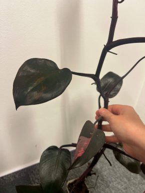 Philodendron Red Princess