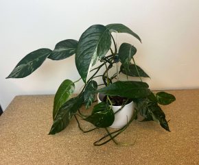 Epipremnum Pinnatum ‘Albo Variegata’