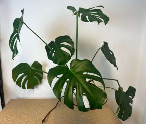Monstera Deliciosa