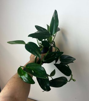 Monstera Standleyana