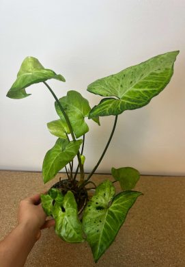 Syngonium podophyllum 'Oregano'