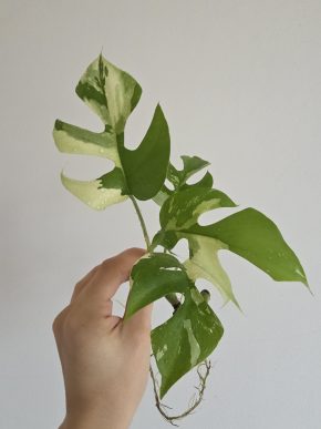 Rhaphidophora tetrasperma (albo) variegata
