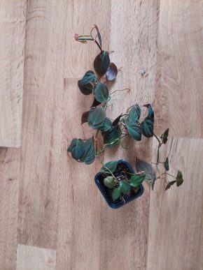 Philodendron micans 2