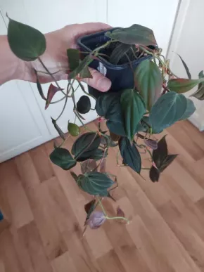 Philodendron micans 3