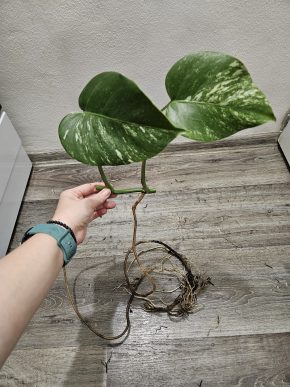 Monstera albo