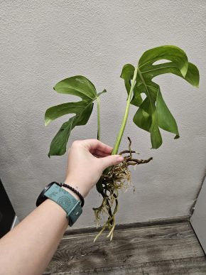 Monstera albo Kopie