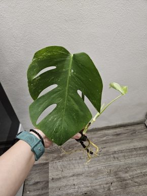 Monstera albo Kopie