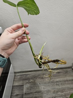 Monstera albo Kopie