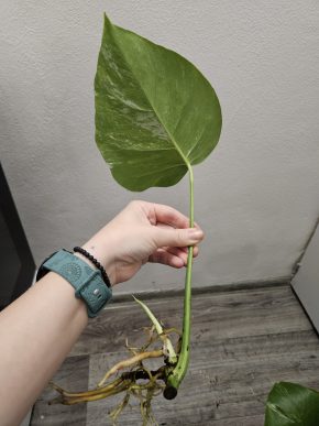 Monstera albo Kopie