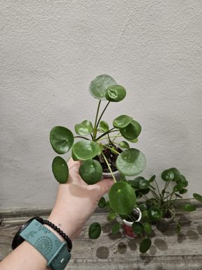 Pilea