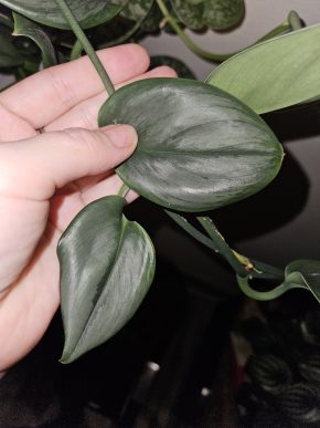 Scindapsus Moonlight (čerstvý řízek)