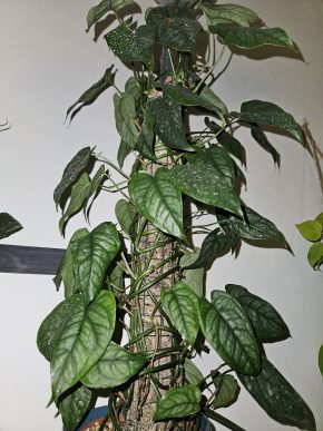 Monstera siltepecana