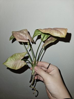 Syngonium Pink