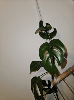 Monstera minima