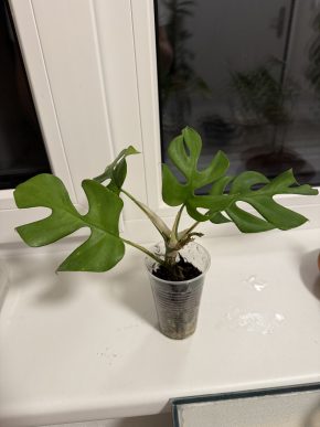 Monstera minima