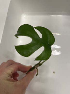 Řízek monstera minima